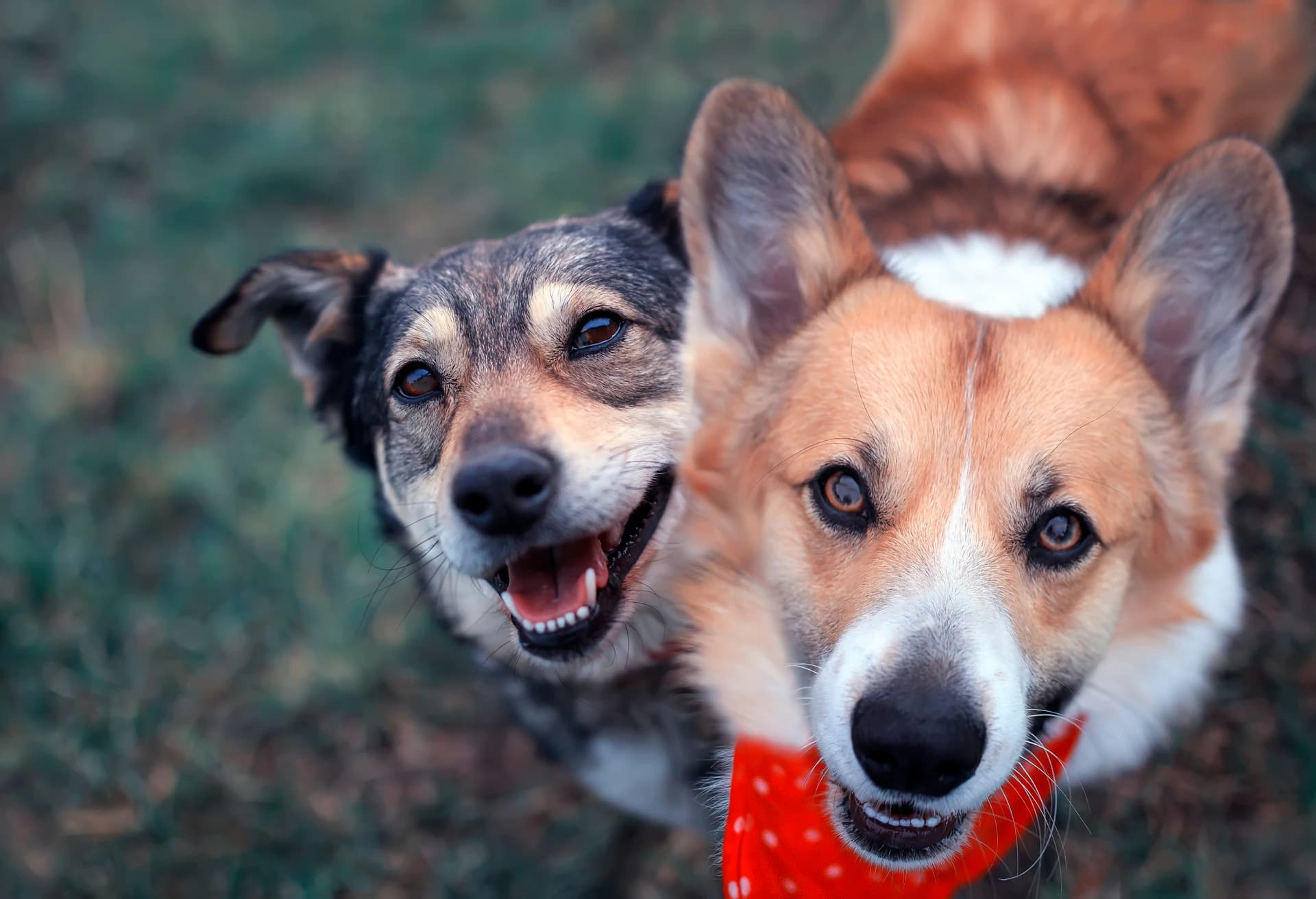 Two friendly dogs looking up at the camera