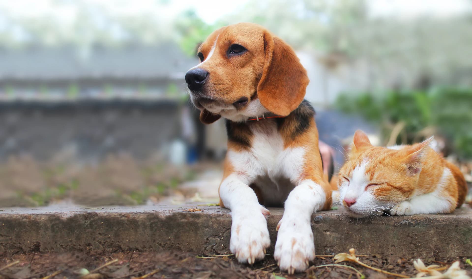 A dog and cat resting outdoors