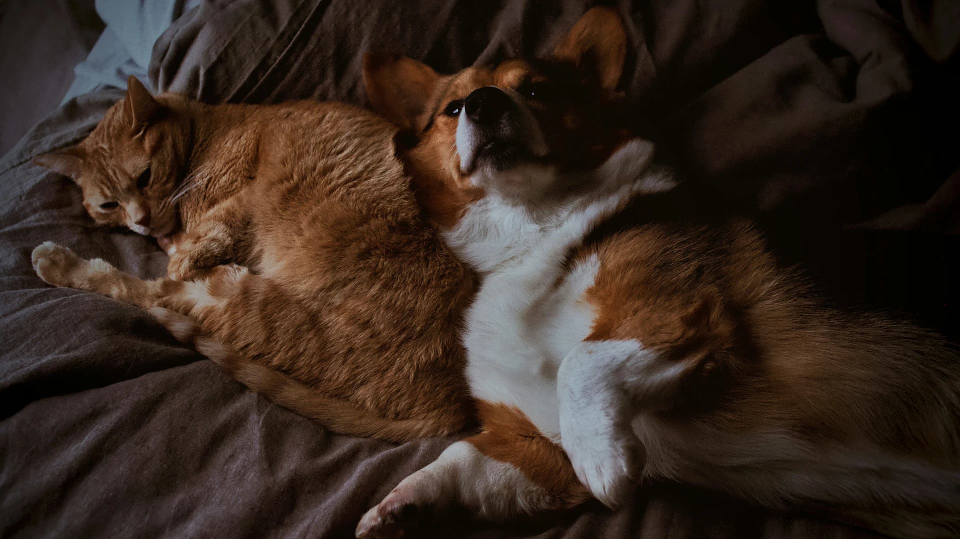 A corgi and a cat relaxing together at home