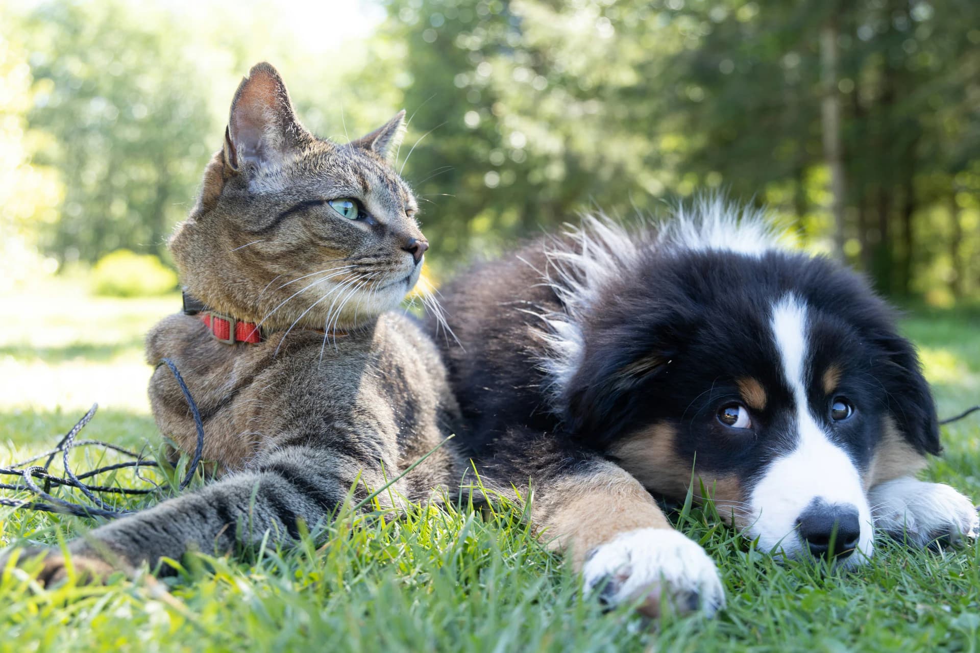 A dog and cat resting together on grass