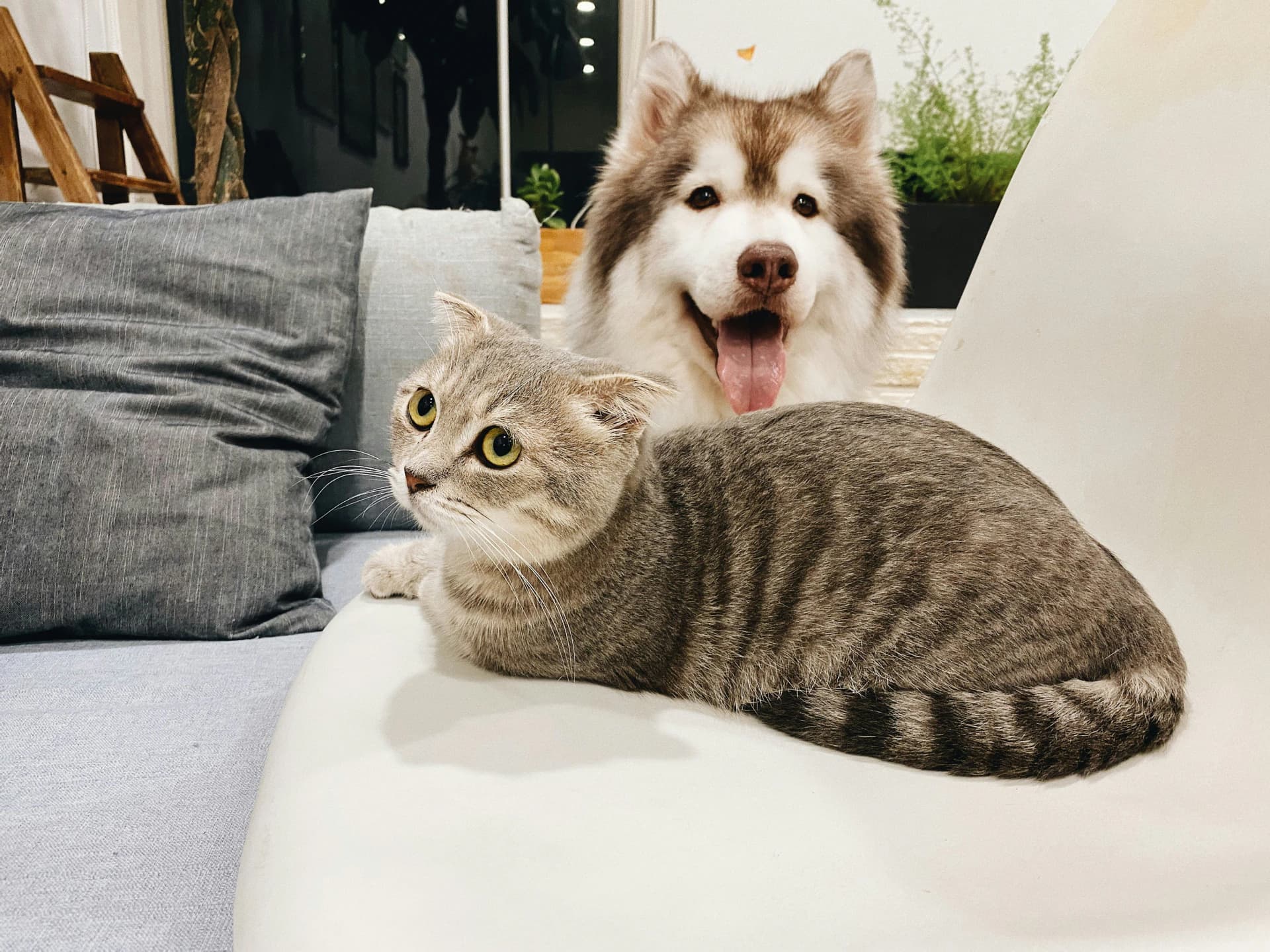 A dog and cat relaxing together on a sofa